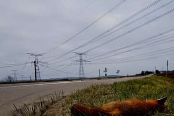 MOGZ The road to holy days