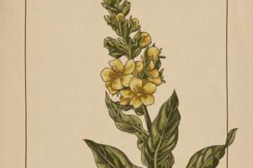 LONER DEER - Great Mullein