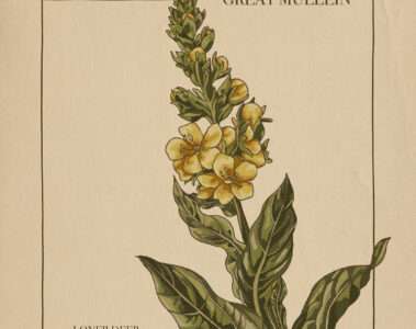 LONER DEER - Great Mullein