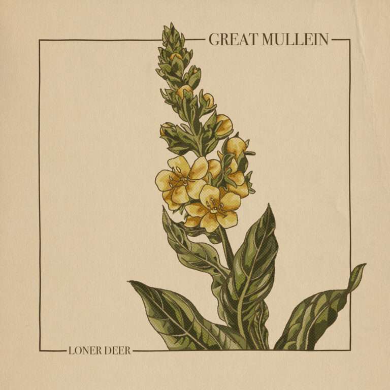 LONER DEER - Great Mullein