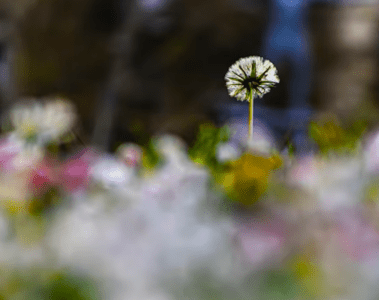 weepers circus Ces bouquets de fleurs