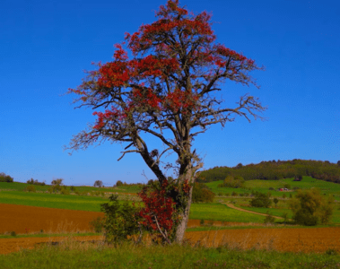 Maxime Domball Color Blind