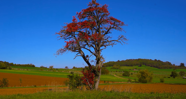 Maxime Domball Color Blind